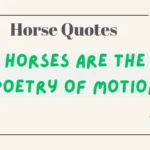 Horse Quotes